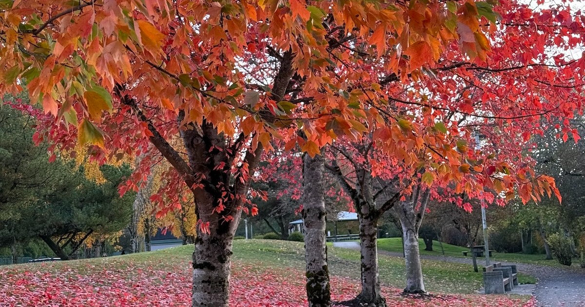 Build a Registry of AI Tools. Generate MCP Servers and CLIs.